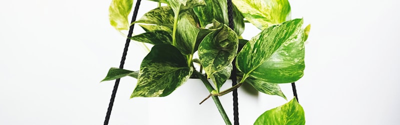 2026世界杯三大主办国美国、加拿大、墨西哥的国旗并列展示与足球元素结合